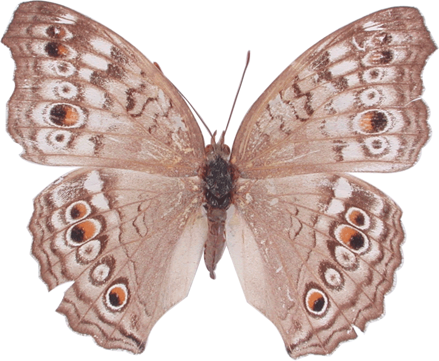 Genus (906x744)