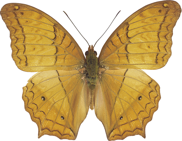 Silver-washed Fritillary (600x465)