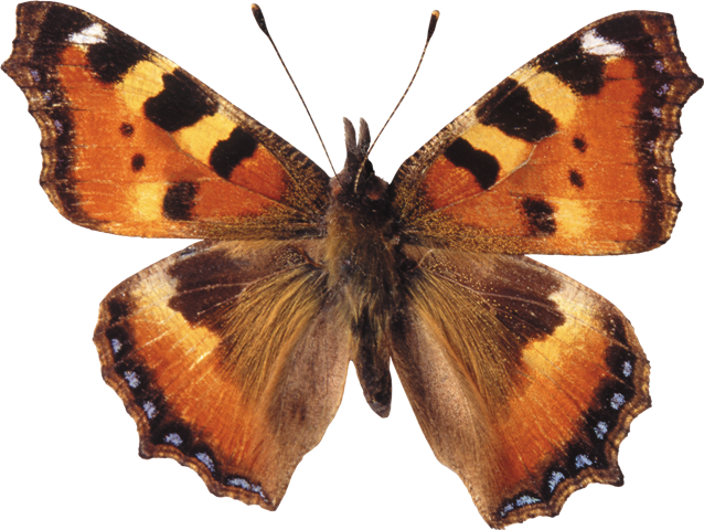 Butterfly 010 - Large Tortoiseshell (638x480)