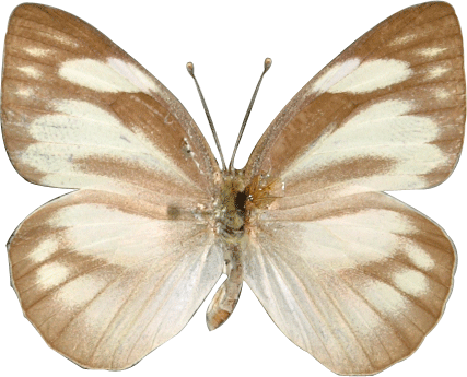 Appias Libythea Olferna - Long-tailed Blue (427x345)