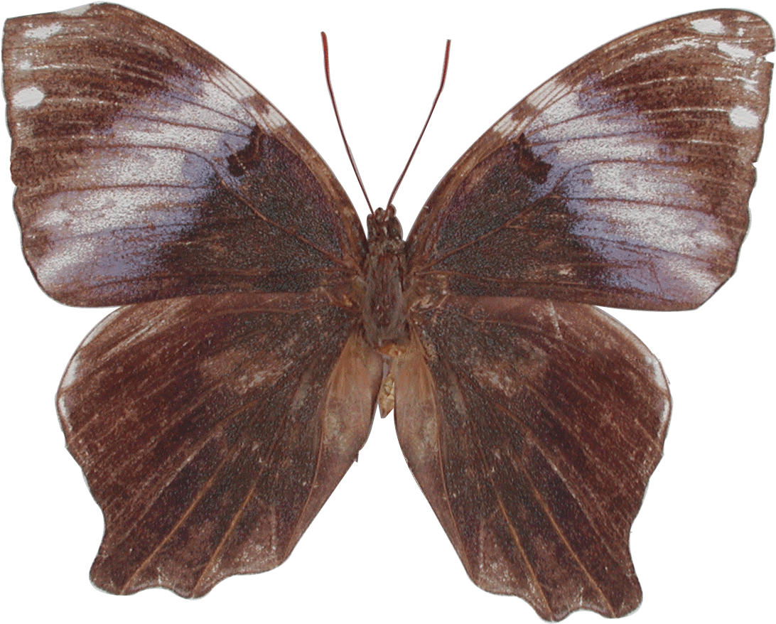 Amnosia Decora (1091x907)