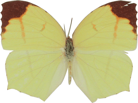 Gonepteryx Rhamni (448x335)