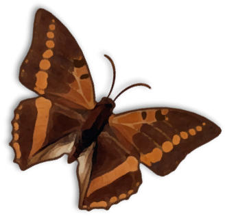 Butterfly - Papilio Machaon (410x380)
