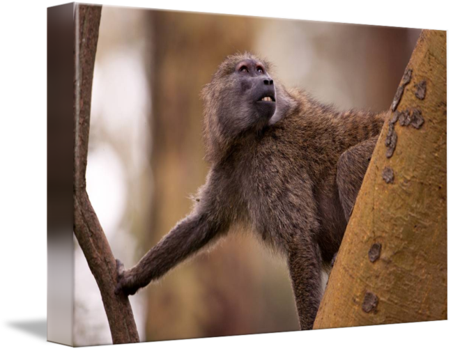 Baboon (650x504)