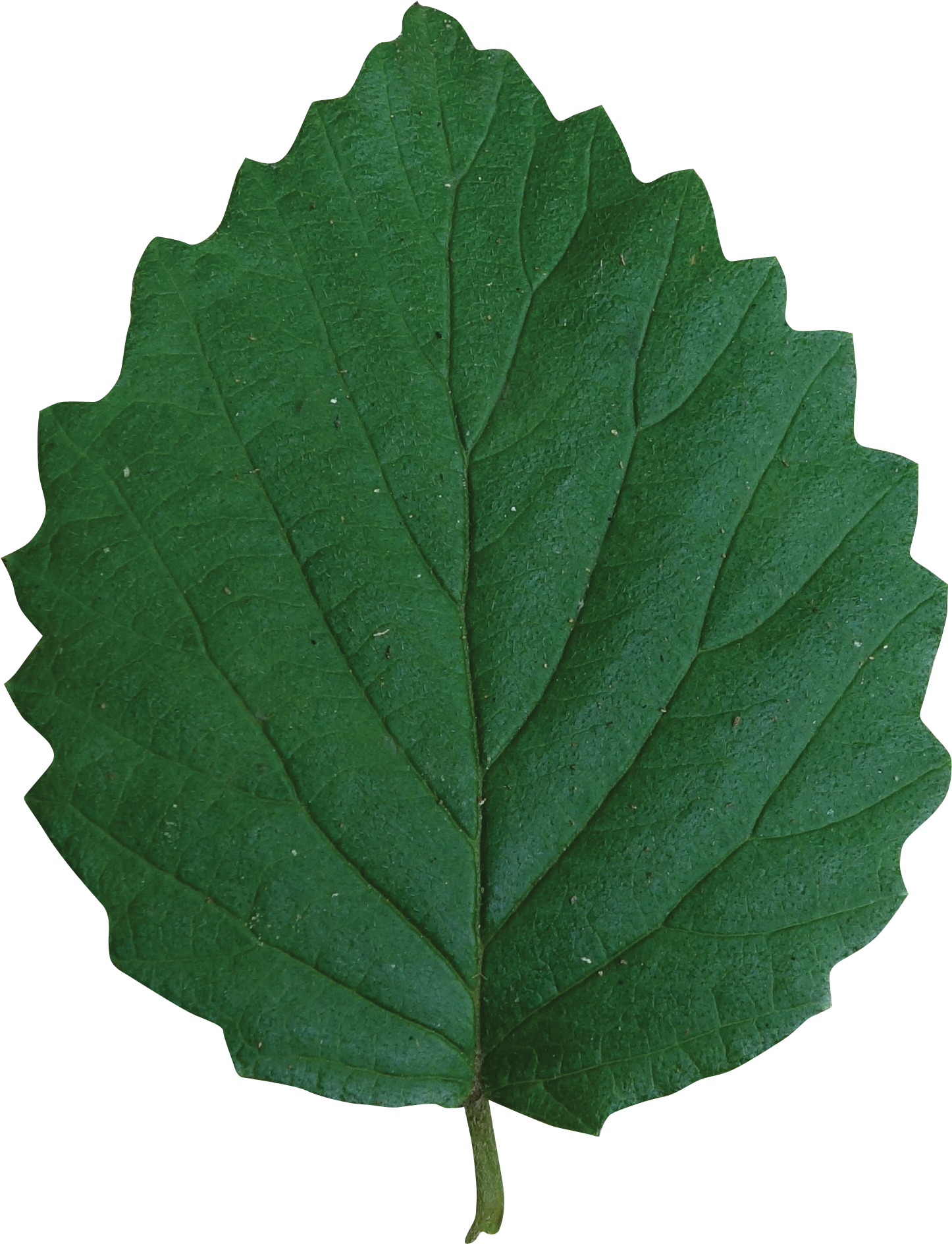 Simple - Loganberry (1962x2172)