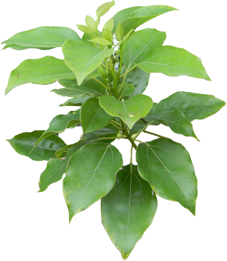 Plant - - Herb (455x522)