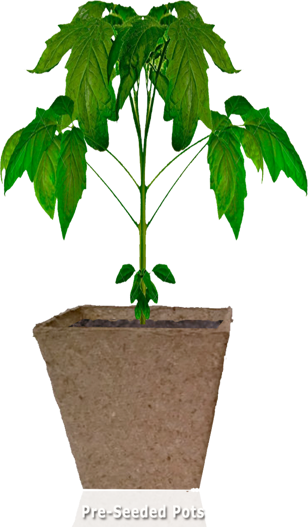 Pots, Pellets, Mats - Houseplant (612x1048)