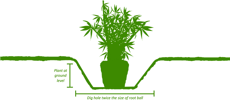 Planting - Illustration (800x374)