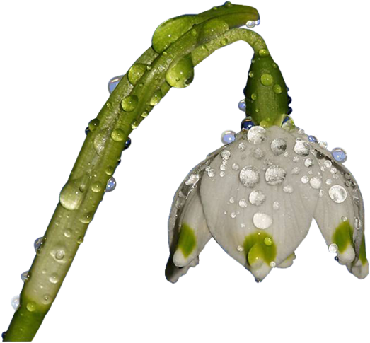 Bunch-flowered Daffodil Portable Network Graphics Download - Daffodil (800x533)