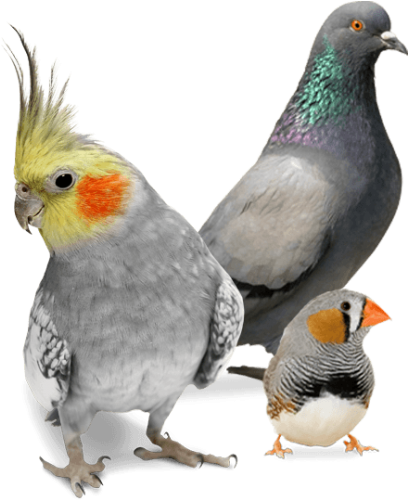 Cockatiel (500x500)