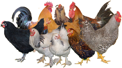 Rooster (505x273)