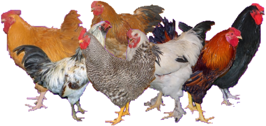 Rooster (581x280)
