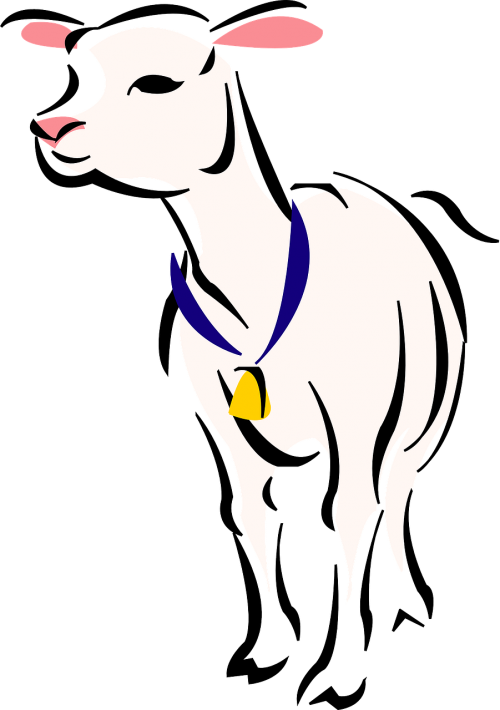 Lamb Clip Art (500x710)