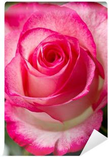 Pink (400x400)