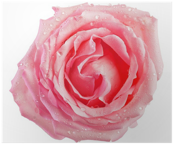Pink (400x400)