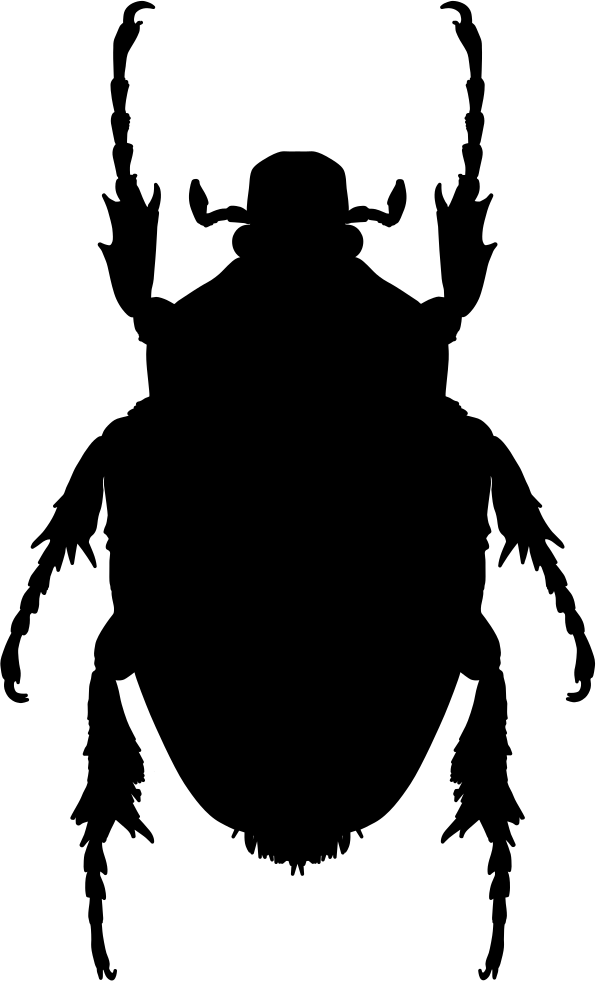 Insect Shape Of Stink Bug Comments - Insect (596x981)