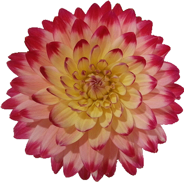 Yellow Red Flower - Dahlia (384x377)