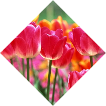 Im<br/><br/>age And Video Hosting - Diy Diamond Painting Home Craft Novelty Square Full (360x360)