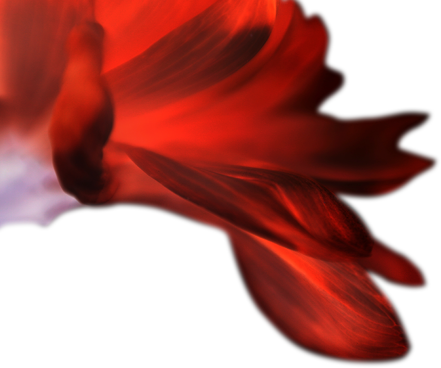Close-up (900x750)