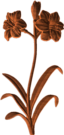 Hippeastrum (430x430)