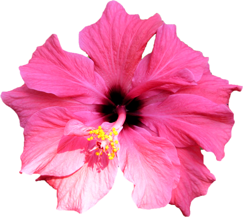 写真イメージ - Chinese Hibiscus (488x435)