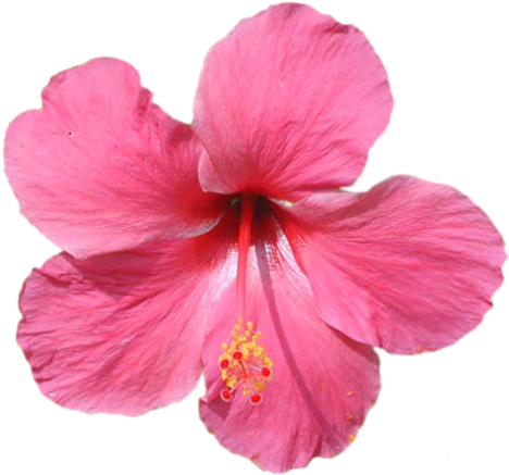 Votre Commentaire - Flor Tropical (538x481)