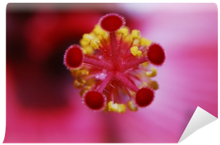 Zinnia (400x400)