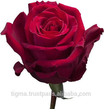 Garden Roses (394x395)