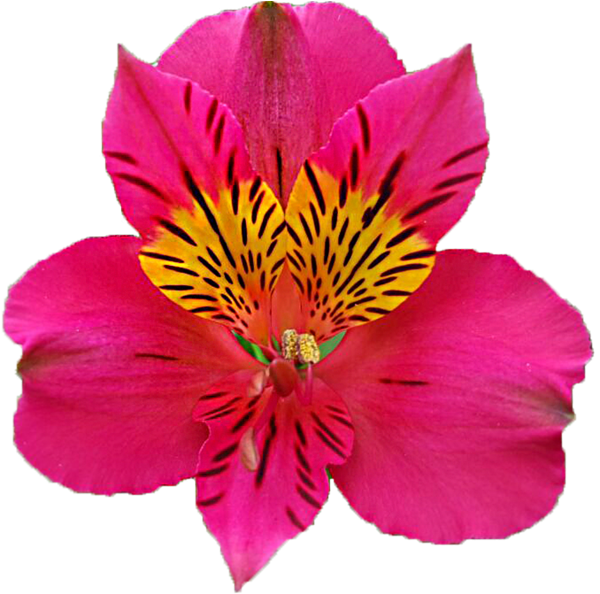 Peruvian Lily (600x600)