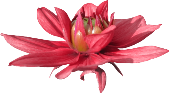 Lily (562x300)