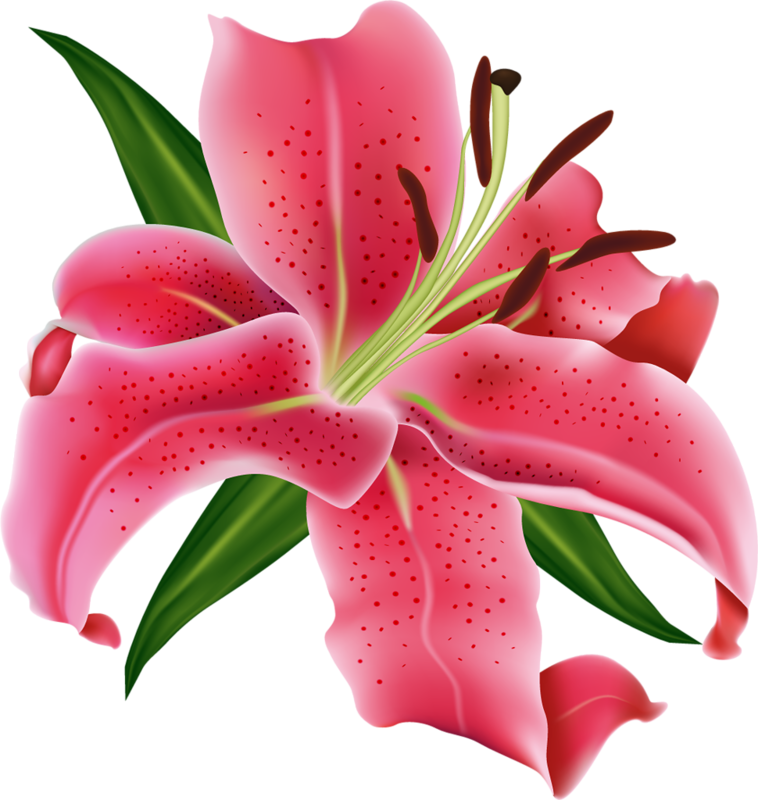 Цветы,букеты Пнг - Clip Art (758x800)