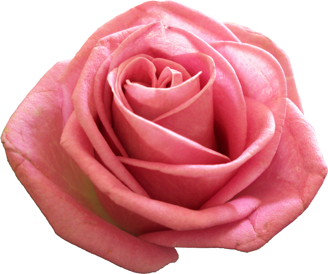 Pink Png Transparent Image - Transparency (1280x960)