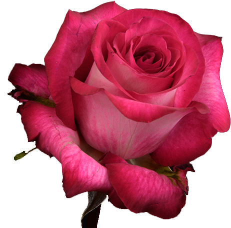 Riviera - Floribunda (500x480)