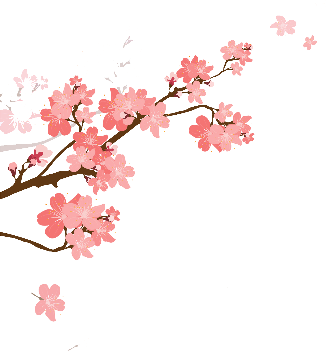 هنا - Cherry Blossom (1667x1667)
