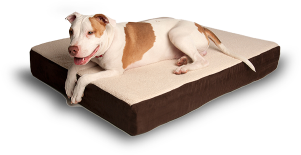 Dog On A Bed - 壊れ ない 犬 の ベッド (600x310)