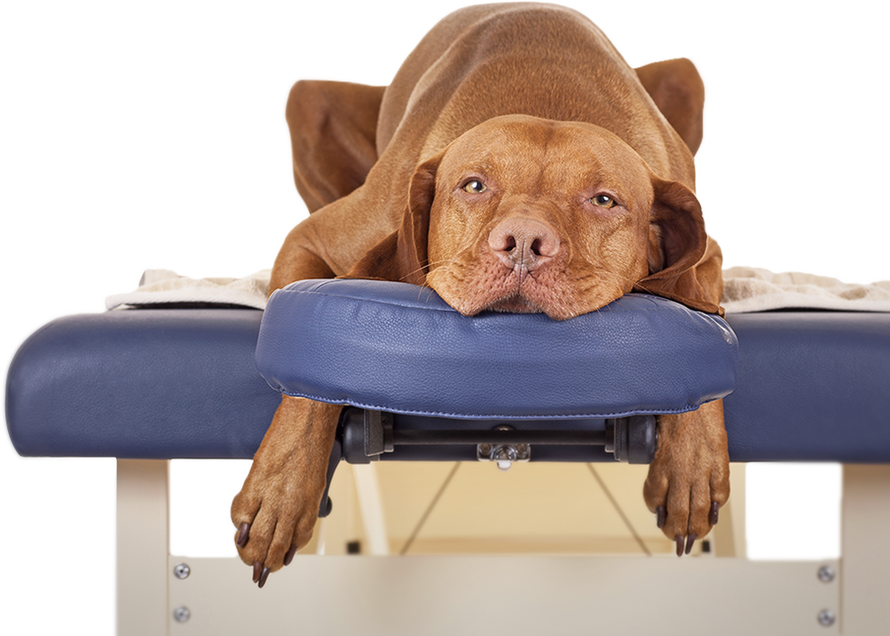 Learn More - Healthy Dog... Happy You! [book] (988x706)