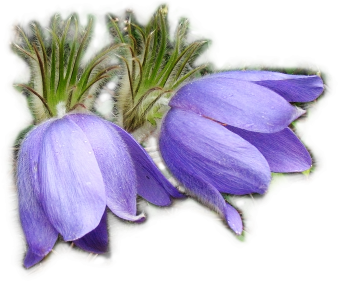 Tubes Fleurs Png - Сон Трава Рисунок (800x600)