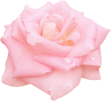 Garden Roses (365x334)