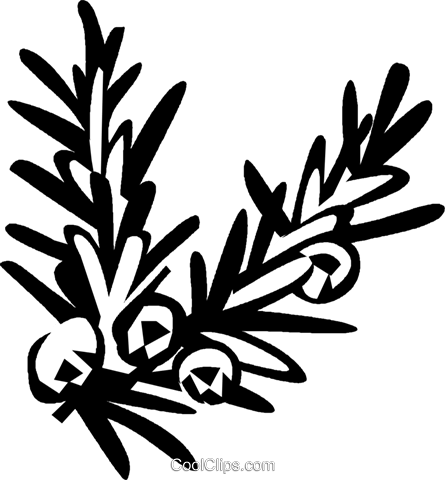 Juniper - Clip Art (445x480)