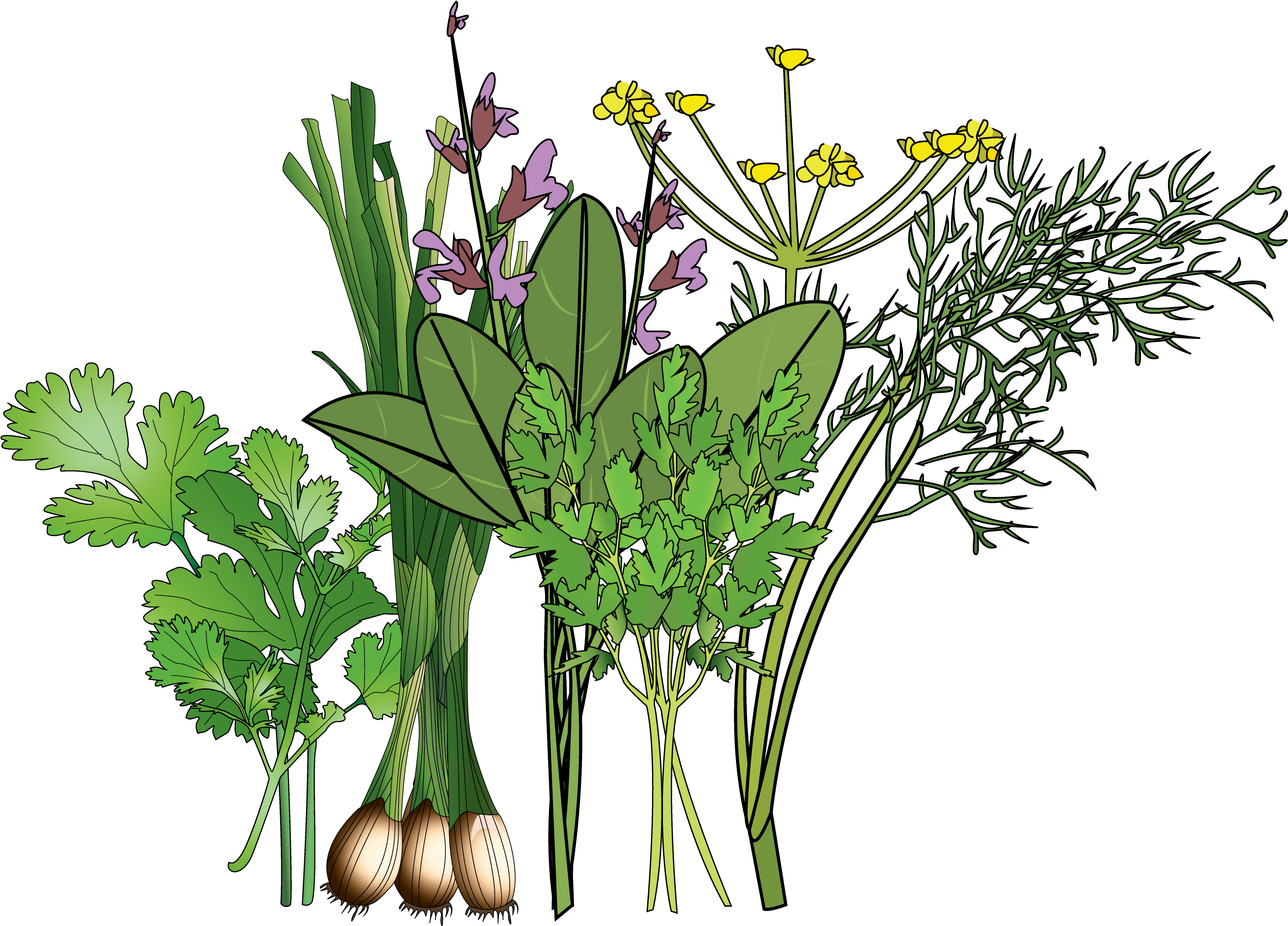 3×3 Spring-herb Garden - Buttercup (5175x3375)