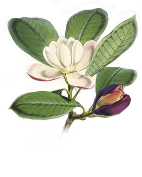 Botanical Print Magnolia (390x382)