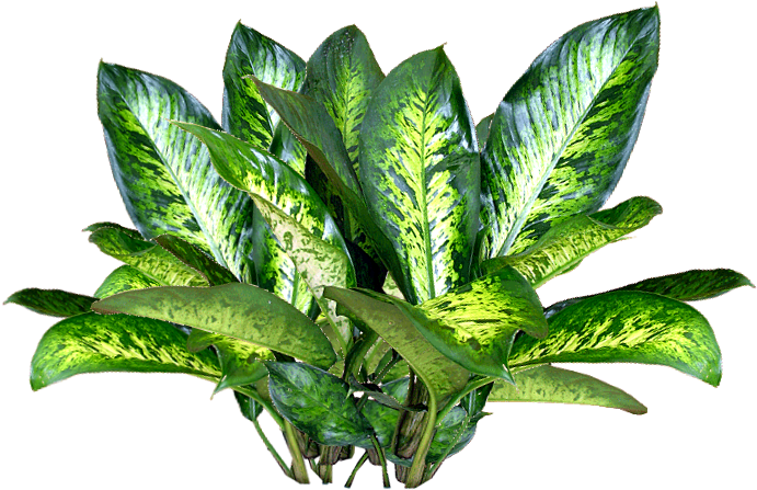 Script Library - Plant Png (721x543)