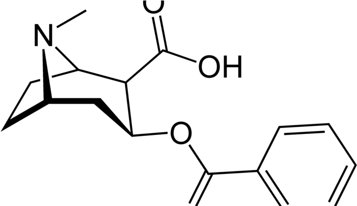 Cocaine Structure (800x420)
