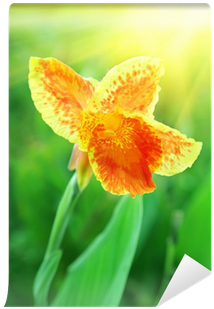 Canna Lily (400x400)