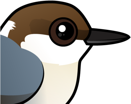 About The Brown-headed Nuthatch - Nuthatch (440x440)
