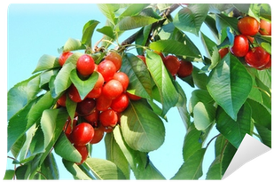 Cherry (400x400)