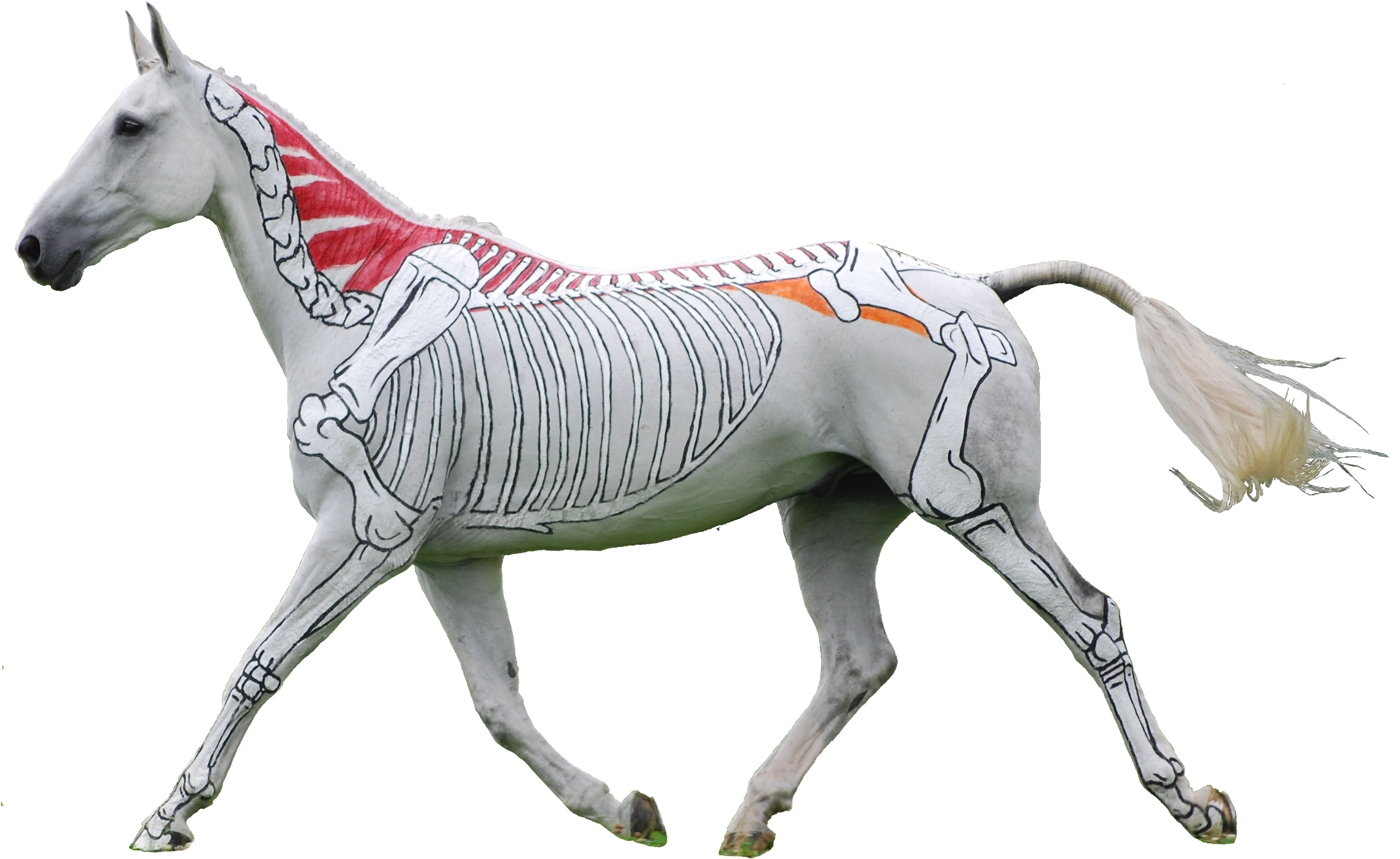 Horses Inside Out - Horses Inside Out (3040x1928)
