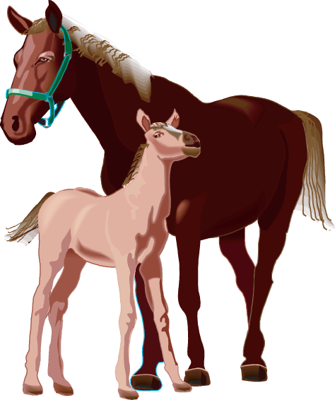 Horses - Horse (474x566)