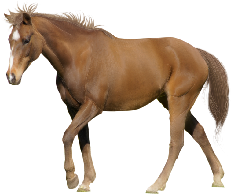Horses With White Background (900x676)