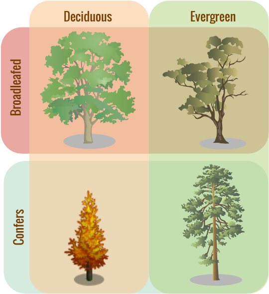 Tree Classifications - Evergreen Trees And Deciduous Trees (553x599)
